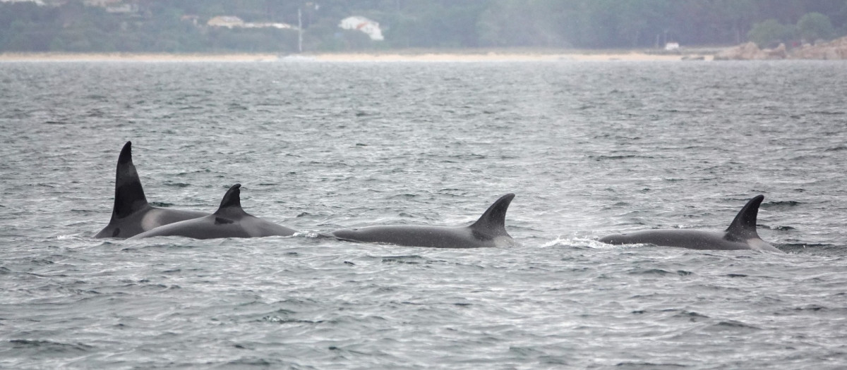 Las orcas dejan sin timón a un velero en Galicia
