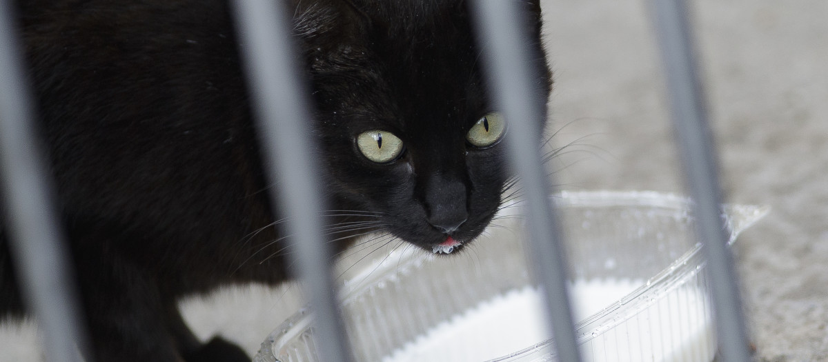 La Coruña crea un mapa de sus colonias de gatos: así podrá controlar a los animales y garantizar su bienestar