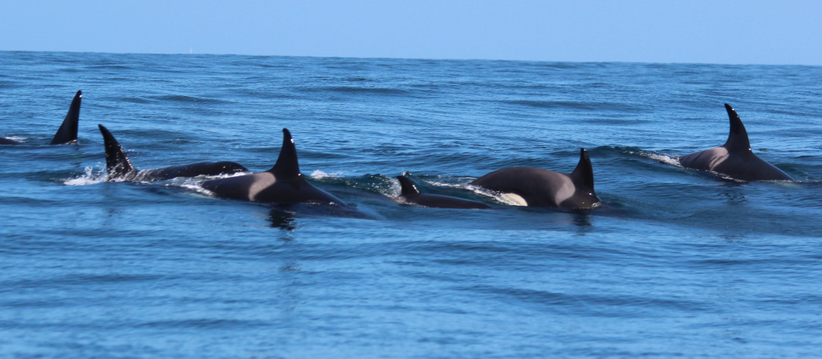 Una manada de orcas avistada este domingo por la Coordinadora para o Estudo dos Mamíferos Marinos (Cemma) en la Ría de Vigo, a 30 de agosto de 2026.

REMITIDA / HANDOUT por CEMMA
Fotografía remitida a medios de comunicación exclusivamente para ilustrar la noticia a la que hace referencia la imagen, y citando la procedencia de la imagen en la firma
30/8/2026