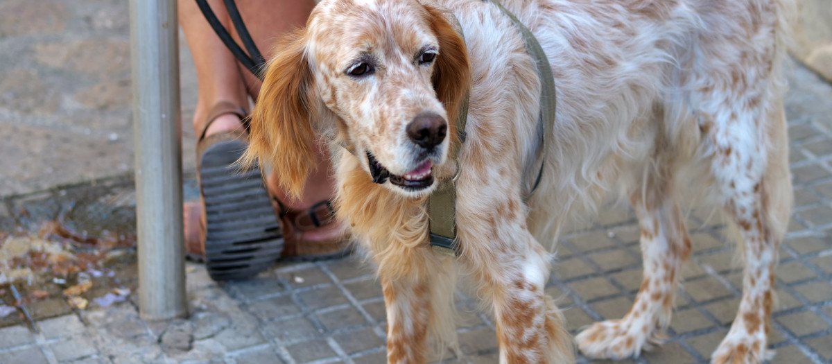 Setter inglés, la raza del perro traicionado por su dueño