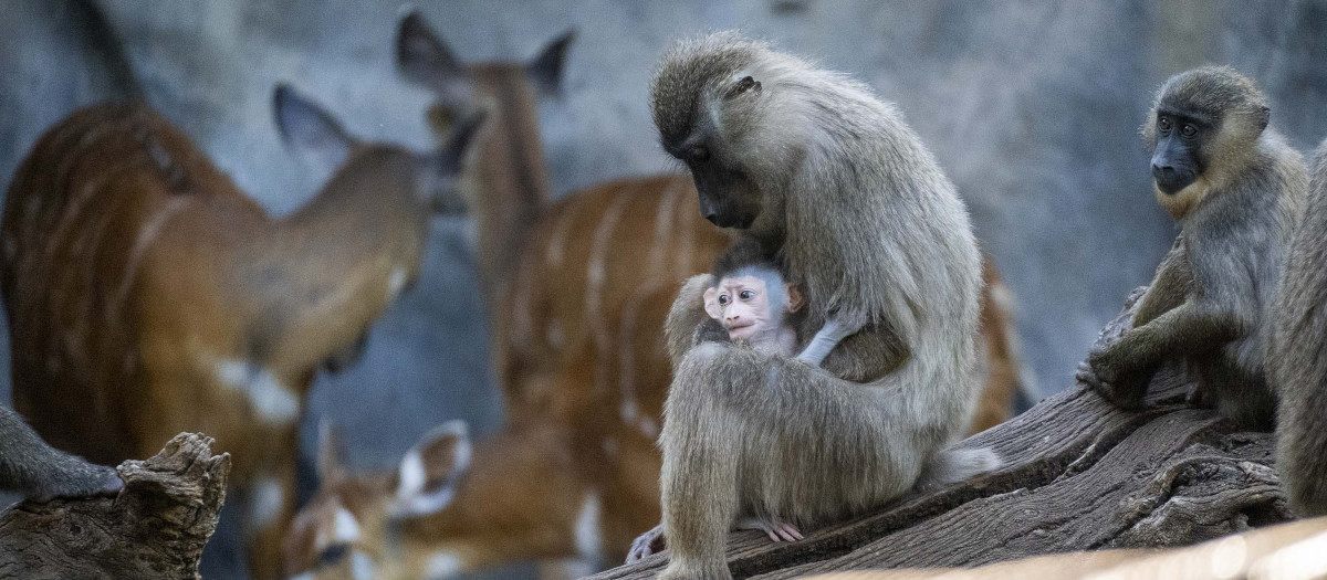 Imagen de unos primates en Bioparc