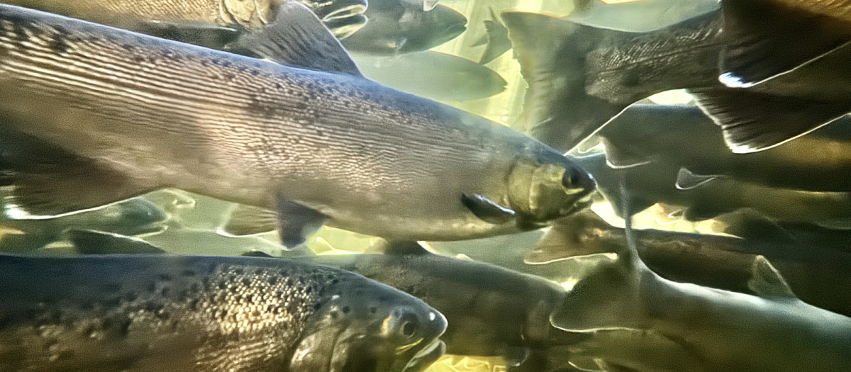 Peces