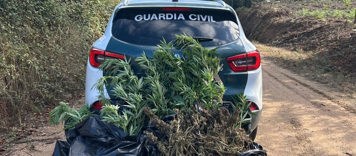 Plantas de marihuana intervenidas en Cambados

REMITIDA / HANDOUT por GUARDIA CIVIL DE PONTEVEDRA
Fotografía remitida a medios de comunicación exclusivamente para ilustrar la noticia a la que hace referencia la imagen, y citando la procedencia de la imagen en la firma
02/9/2026