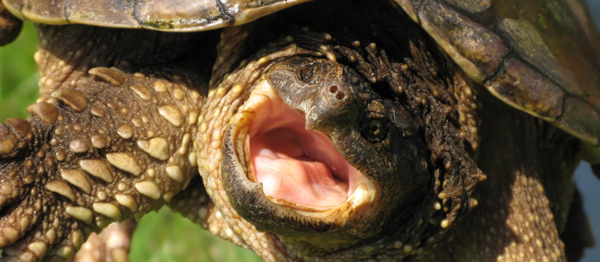 Tortuga caimán