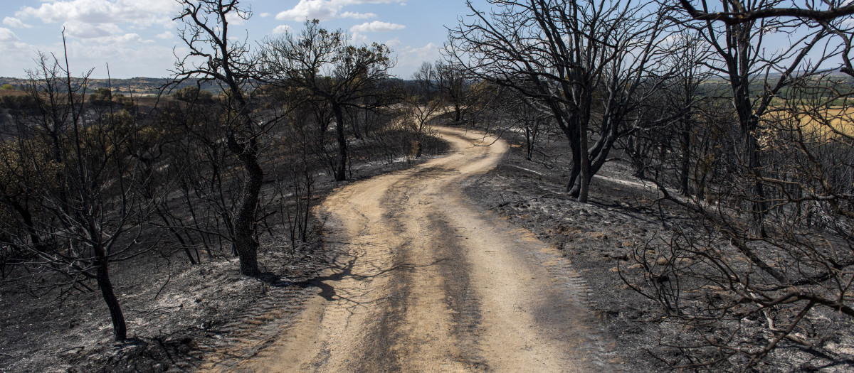 Vista tras el paso del fuego, a 23 de agosto de 2026, en Aldea del Fresno