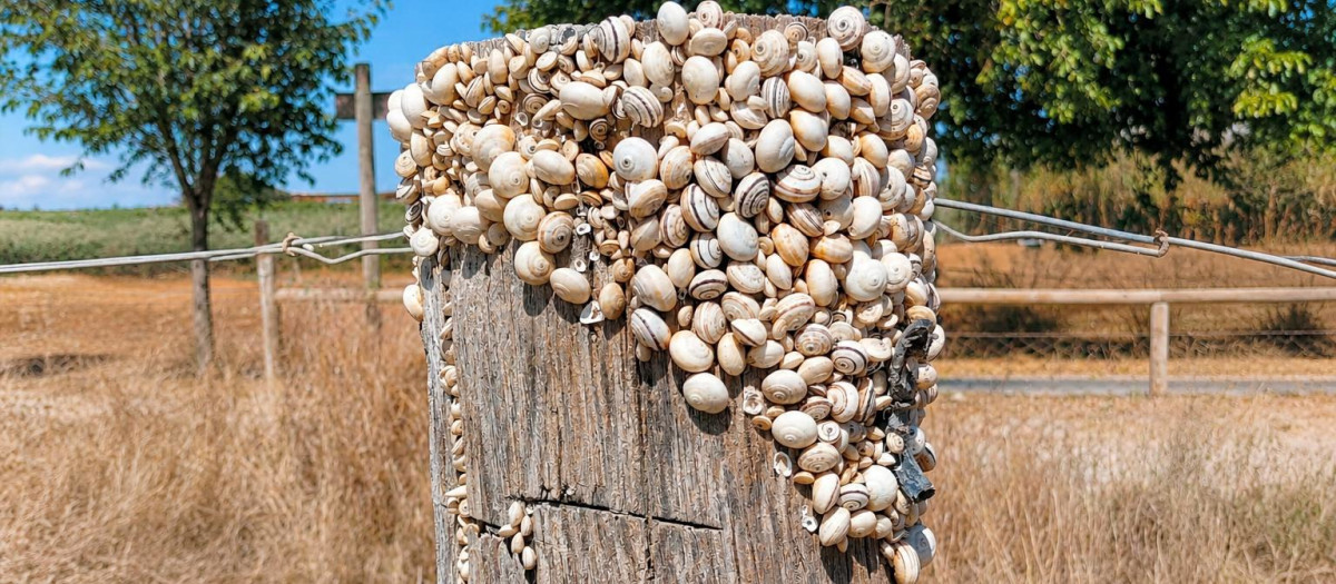 Caracoles en estivación