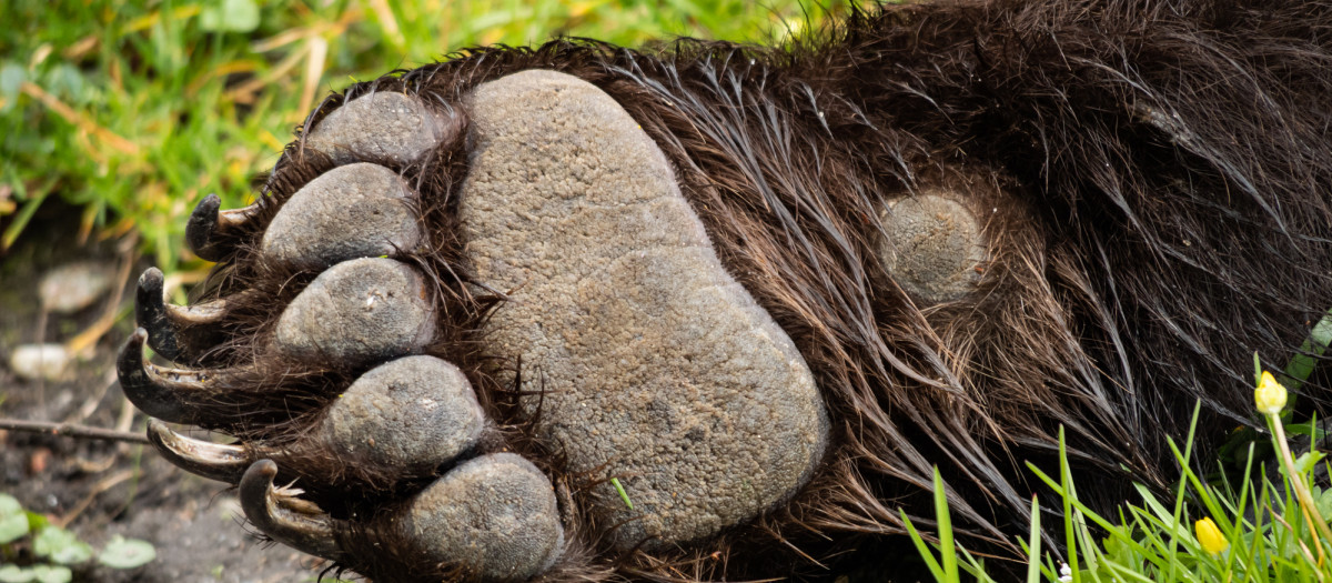 Imagen de recurso de un oso muerto