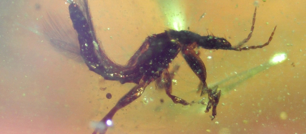 Ejemplar de tisanóptero (del orden Thysanoptera) conservado en ámbar de El Soplao