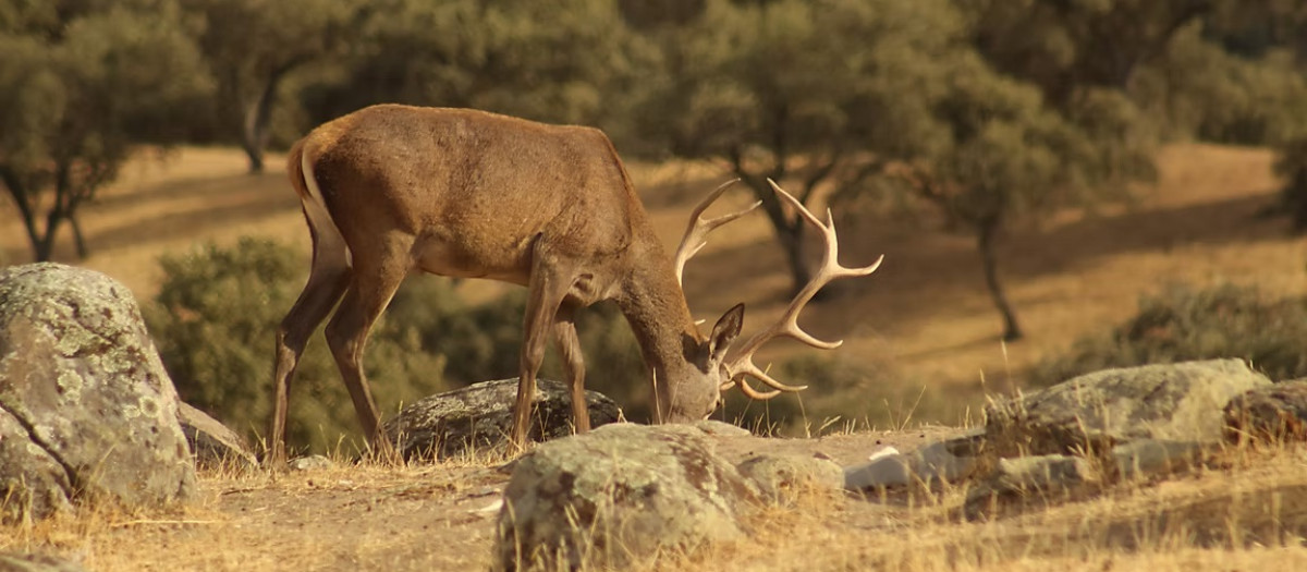 AA