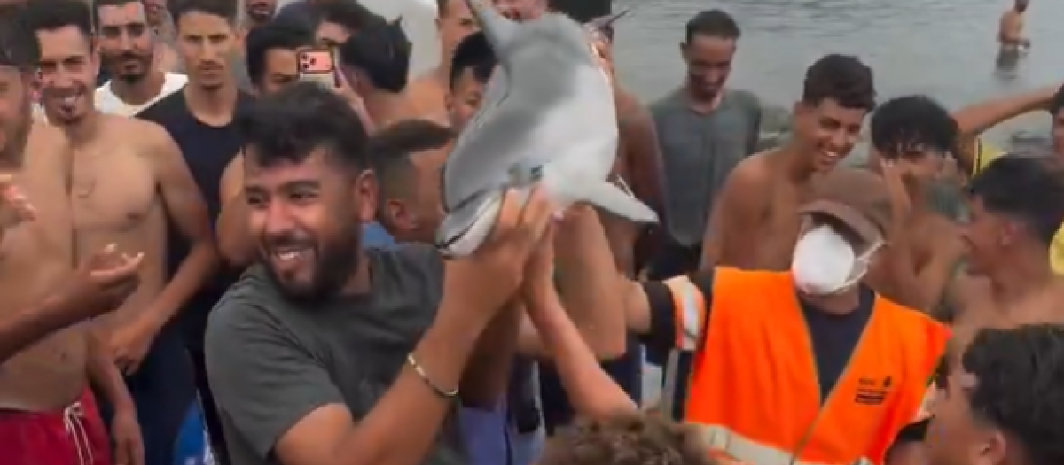 delfin