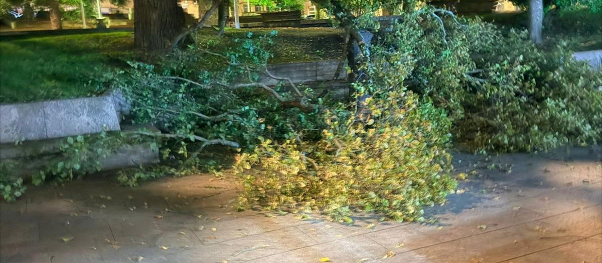 Árbol caído en la Pulpería Melide de La Coruña