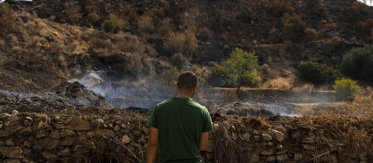 (Foto de ARCHIVO)
Zonas afectadas por el incendio forestal de Los Gallardos (Almería). A 15 de julio de 2026 en Bédar, Almería (Andalucía, España) El vicepresidente de la Asociación Protectora de Animales Furia, Pedro Asensio, uno de tres colectivos que trabajan de forma conjunta en el rescate de animales radicados en las zonas afectadas por el incendio de Los Gallardos (Almería), ha asegurado que las altas temperaturas y la velocidad del incendio "se ha llevado a muchísimos animales por delante", al tiempo de fijar las labores de búsqueda y rescate "mínimo hasta la semana que viene".

Marian León / Europa Press
15 JULIO 2026
14/7/2026