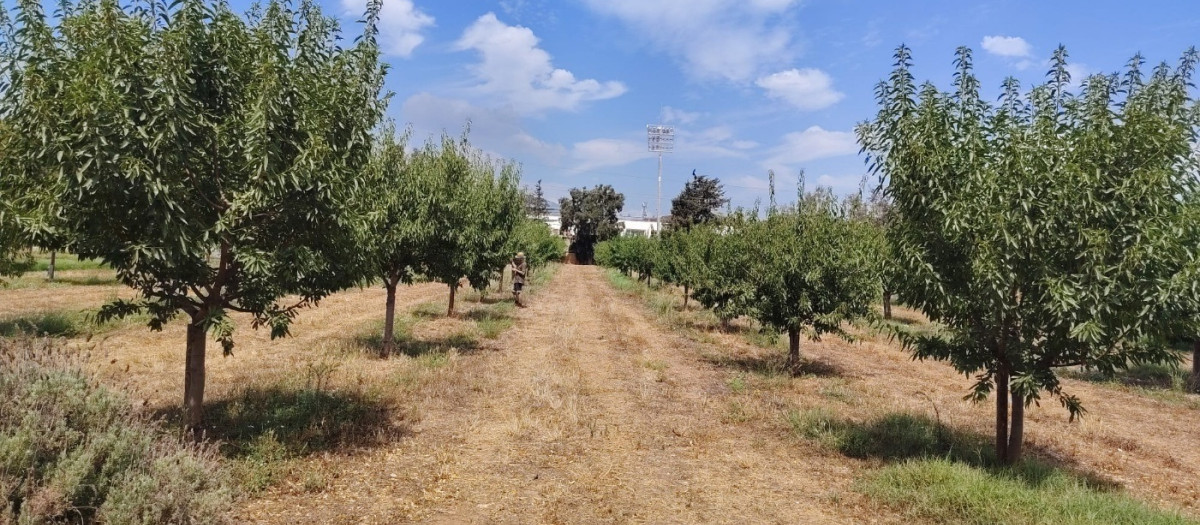 Un campo de almendros de la isla

REMITIDA / HANDOUT por CAIB
Fotografía remitida a medios de comunicación exclusivamente para ilustrar la noticia a la que hace referencia la imagen, y citando la procedencia de la imagen en la firma
07/9/2026