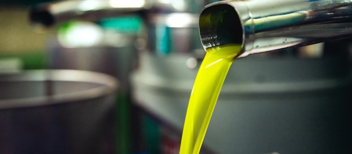 Producción de aceite virgen extra en una almazara