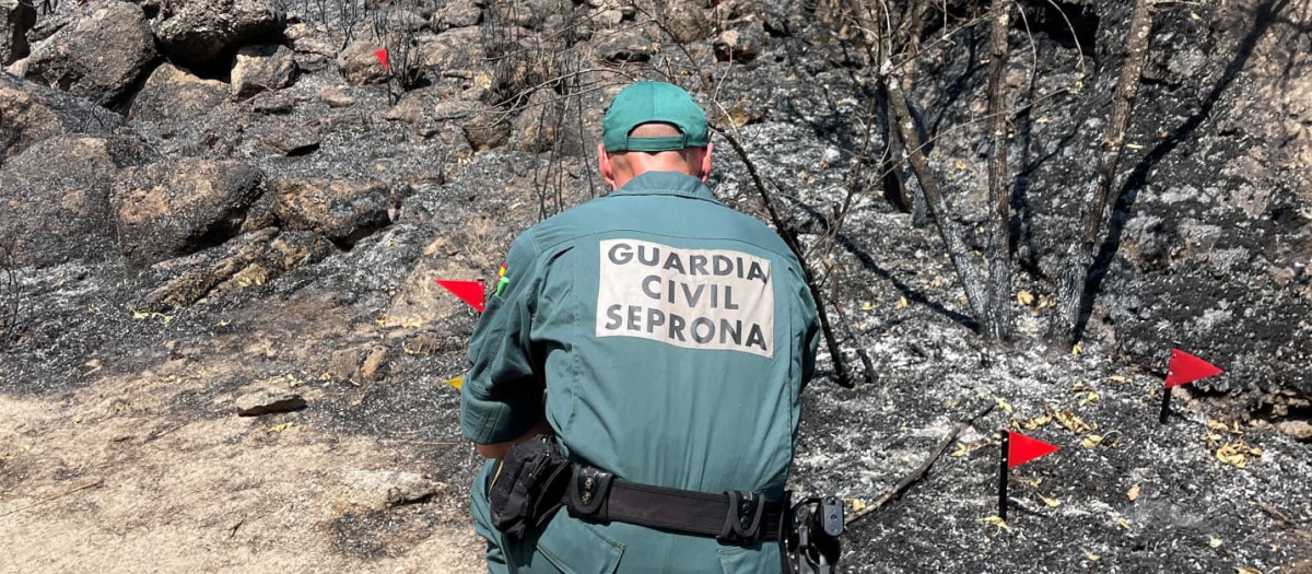 Un agente del Seprona realiza pesquisas para determinar la causa del incendio de Fermoselle, en Zamora