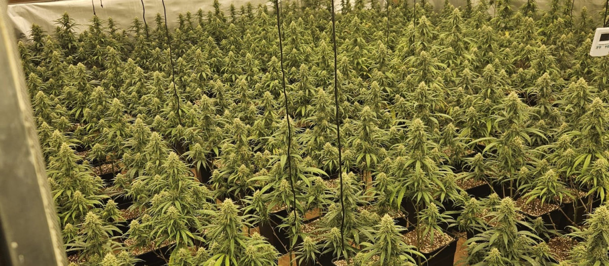 La Policía Nacional desmantela una plantación 'indoor' con 585 plantas de marihuana en Talavera de la Reina