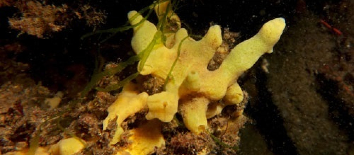 Individuo adulto de la esponja Halichondria panicea, especie objeto de estudio en esta investigación