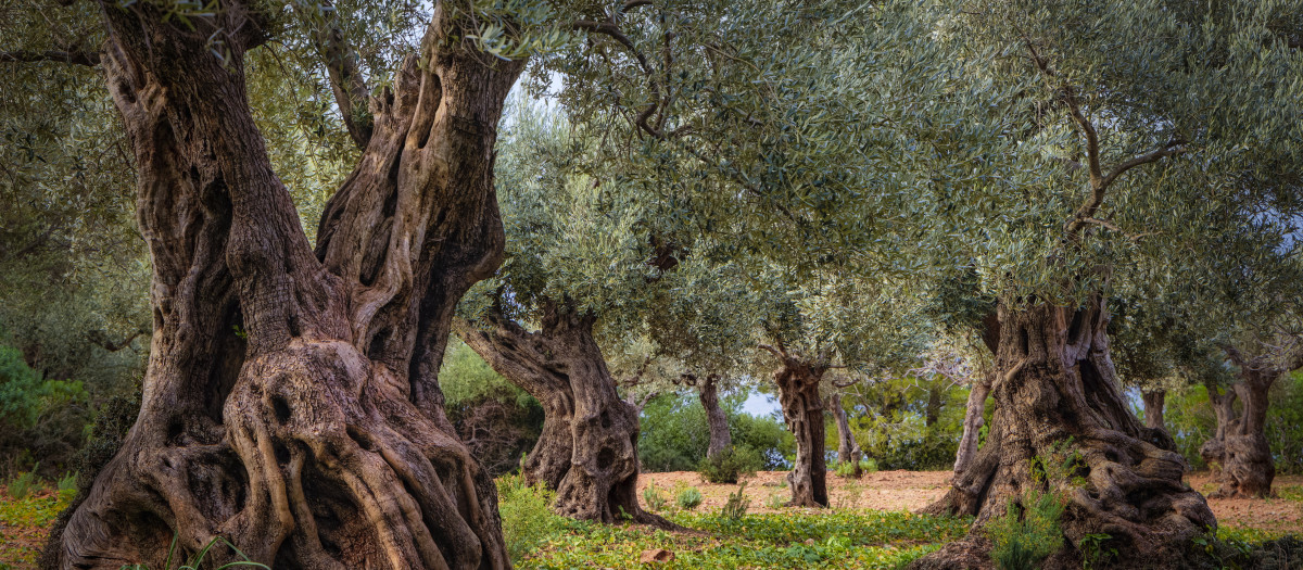 Los olivos de Mallorca, seña de identidad milenaria