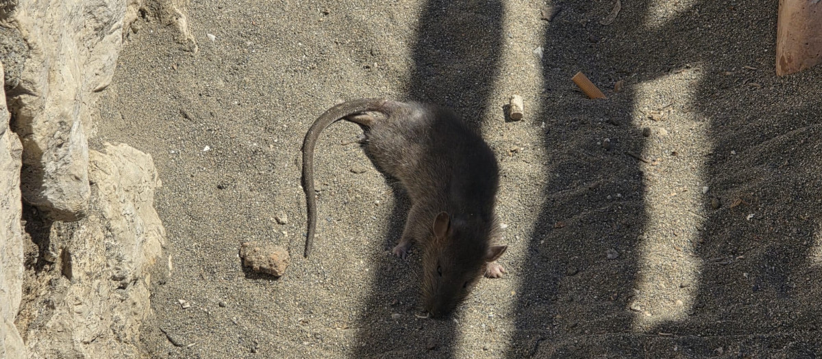 Un rodedor yace muerto junto a un contenedor de basura