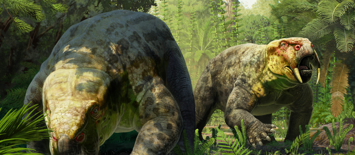 Nueva especie