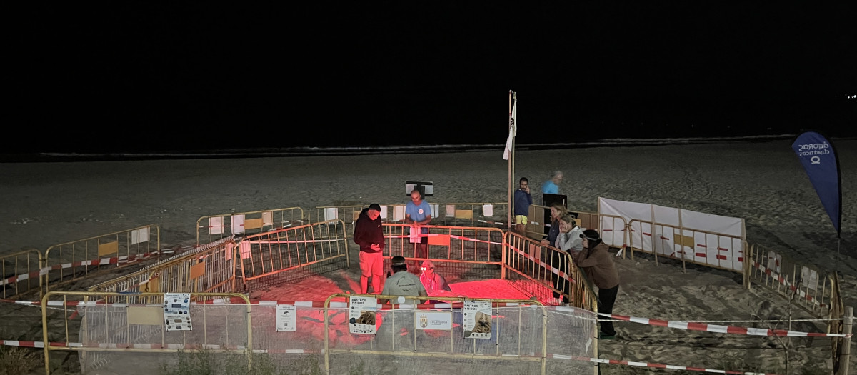 Imagen del nido de tortugas marinas