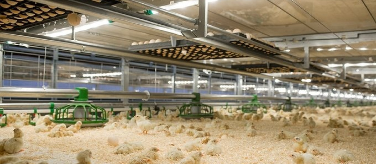 Imagen de una granja de pollos