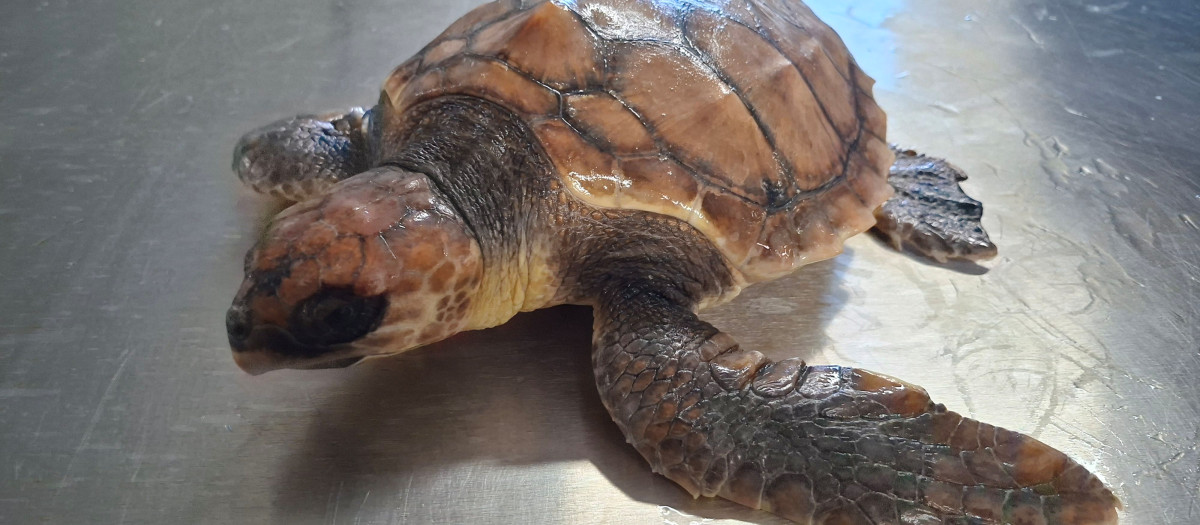 Imagen de una de las tortugas