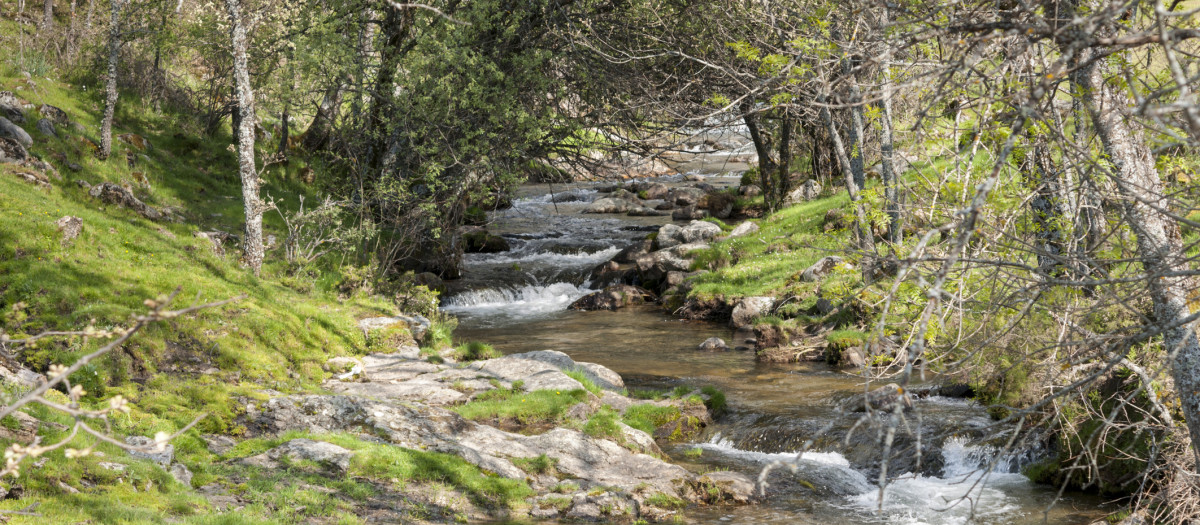 Riachuelo en el valle del Lozoya