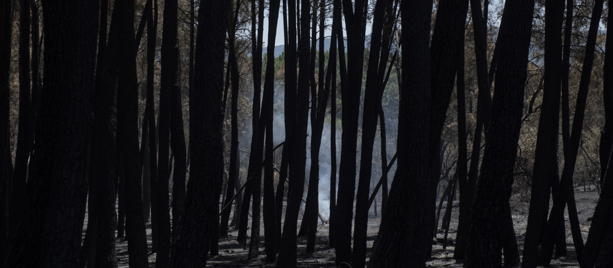 Bosque con rescoldos en Casavieja,Ávila
