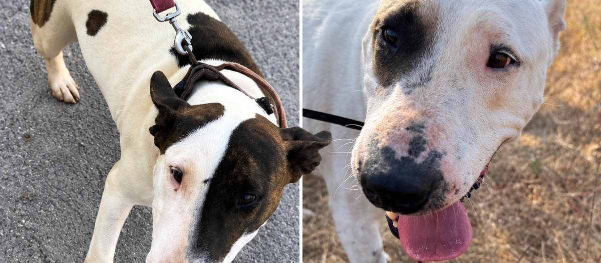 Princesa y Marchena, las dos perras abandonadas en Ibiza.