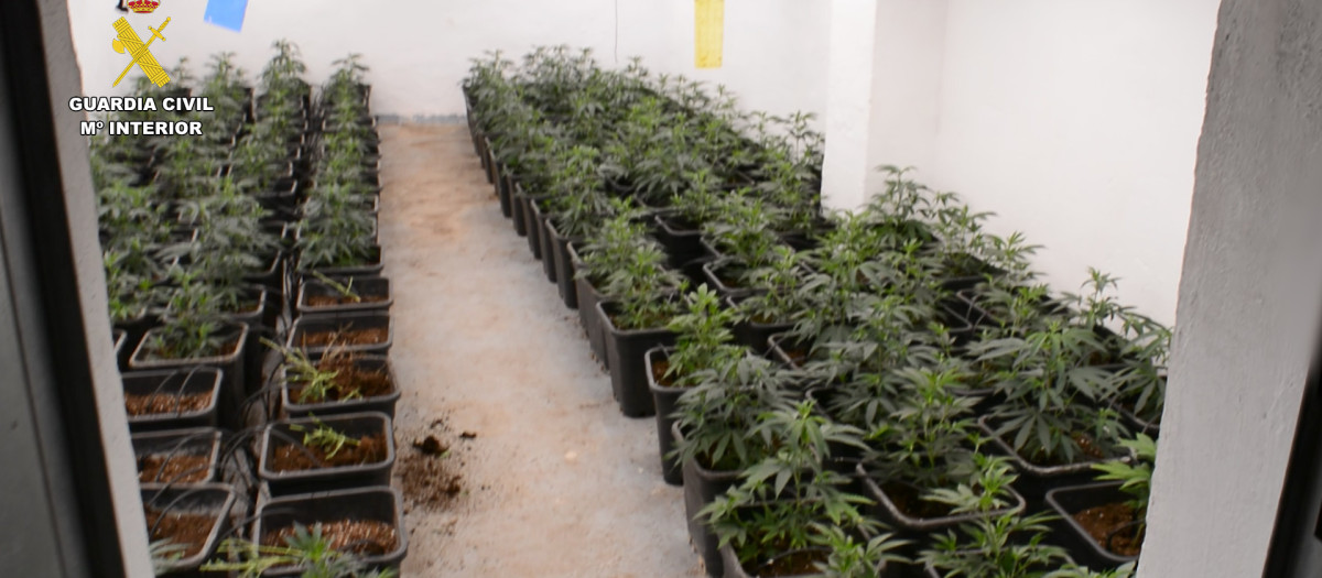 Imagen de una plantación de marihuana desmantelada en la localidad valenciana de Oliva