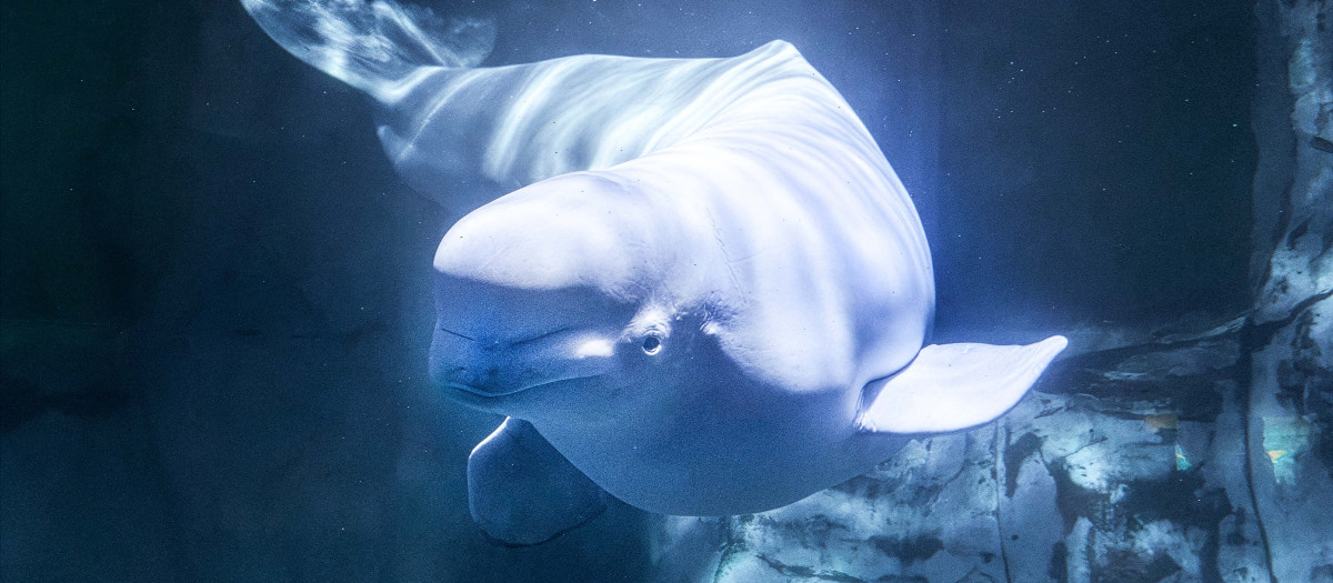 Imagen de la beluga muerta