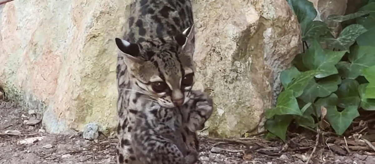 Imagen de margay