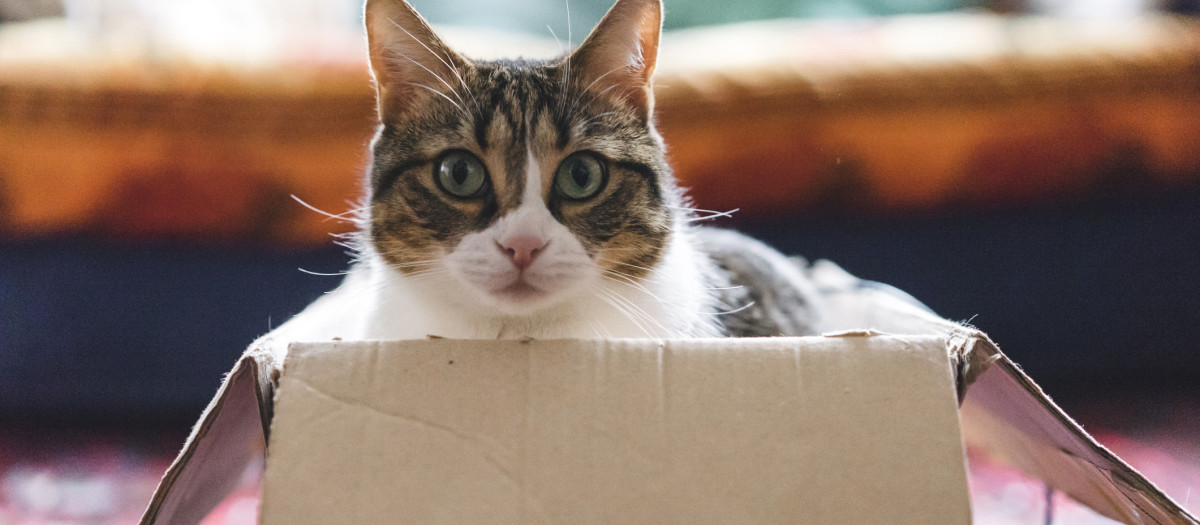 Gato en una caja