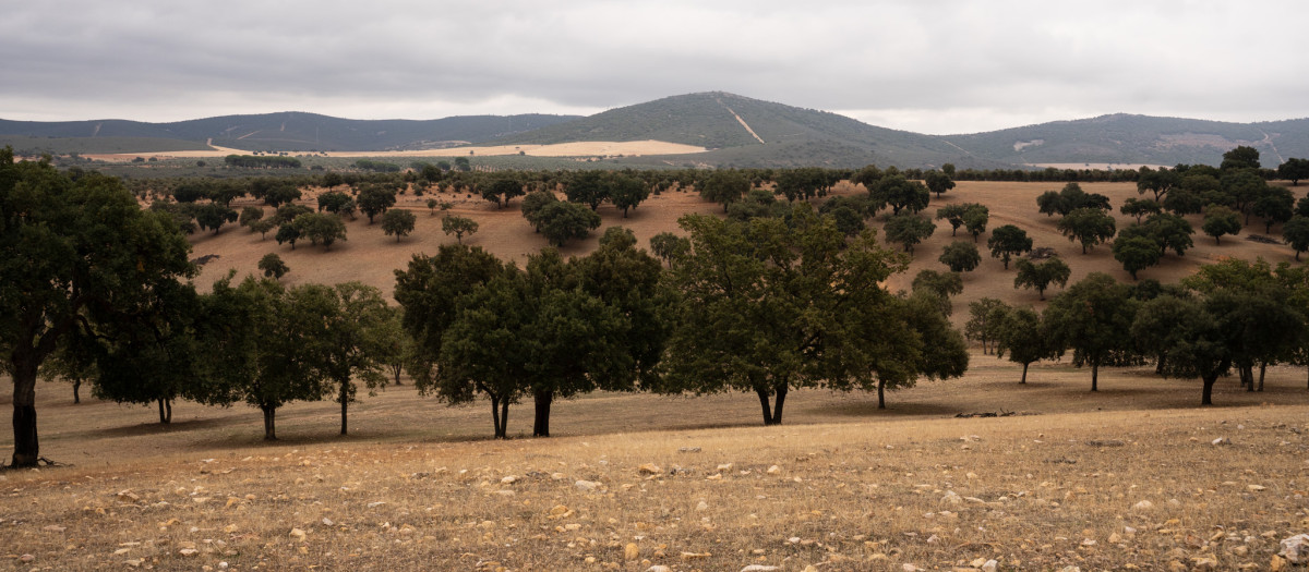 Campo