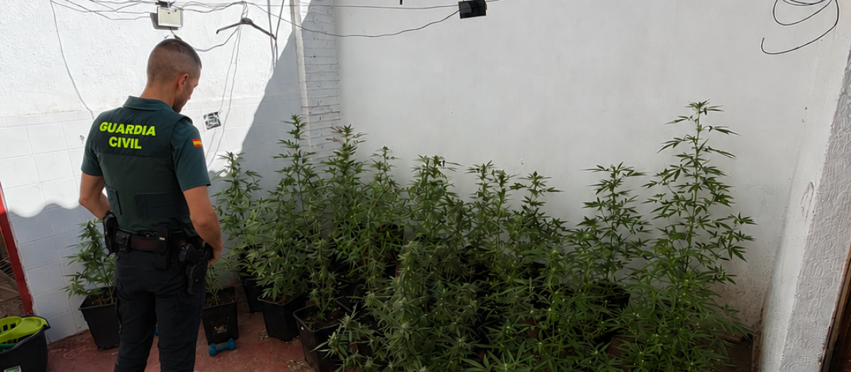 Agente en la plantación intervenida