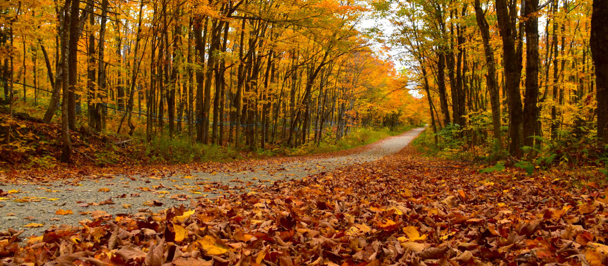 Una carretera en otoño
