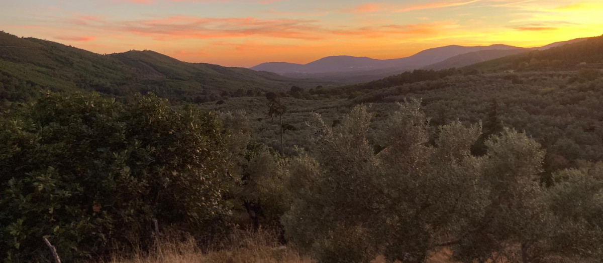Olivar en la Sierra de Gata, Cáceres (Extremadura)