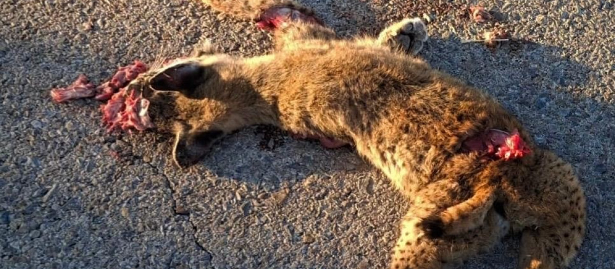 Lince jóven atropellado en Villaescusa de Haro.

REMITIDA / HANDOUT por AYUNTAMIENTO
Fotografía remitida a medios de comunicación exclusivamente para ilustrar la noticia a la que hace referencia la imagen, y citando la procedencia de la imagen en la firma
25/9/2026