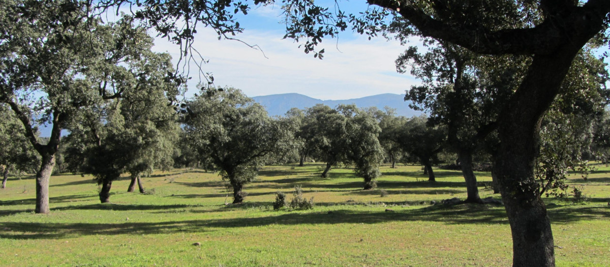 Dehesa de Quebradillas en Conquista (Córdoba)