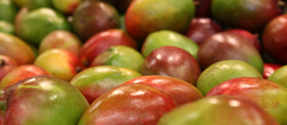 Mango