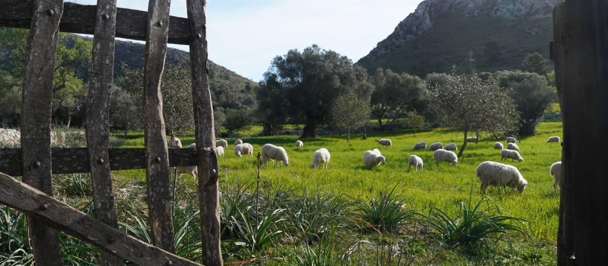 Baleares tendrá nueva ley agraria, una de las normas estrella de la legislatura

REMITIDA / HANDOUT por CAIB
Fotografía remitida a medios de comunicación exclusivamente para ilustrar la noticia a la que hace referencia la imagen, y citando la procedencia de la imagen en la firma
31/5/2024