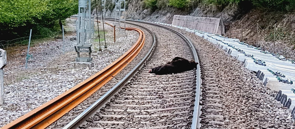 Muere un oso pardo arrollado por un tren en Campoo de Enmedio