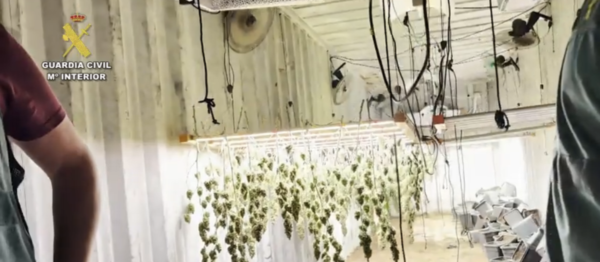 Lugar de la plantación ilegal