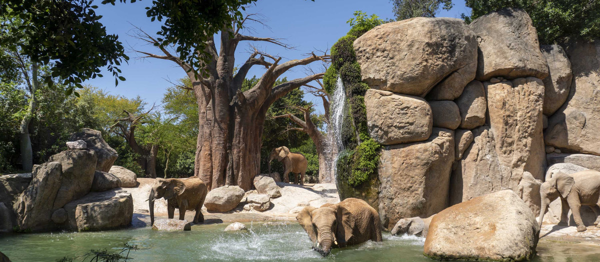 Imagen de unos elefantes en Bioparc Valencia