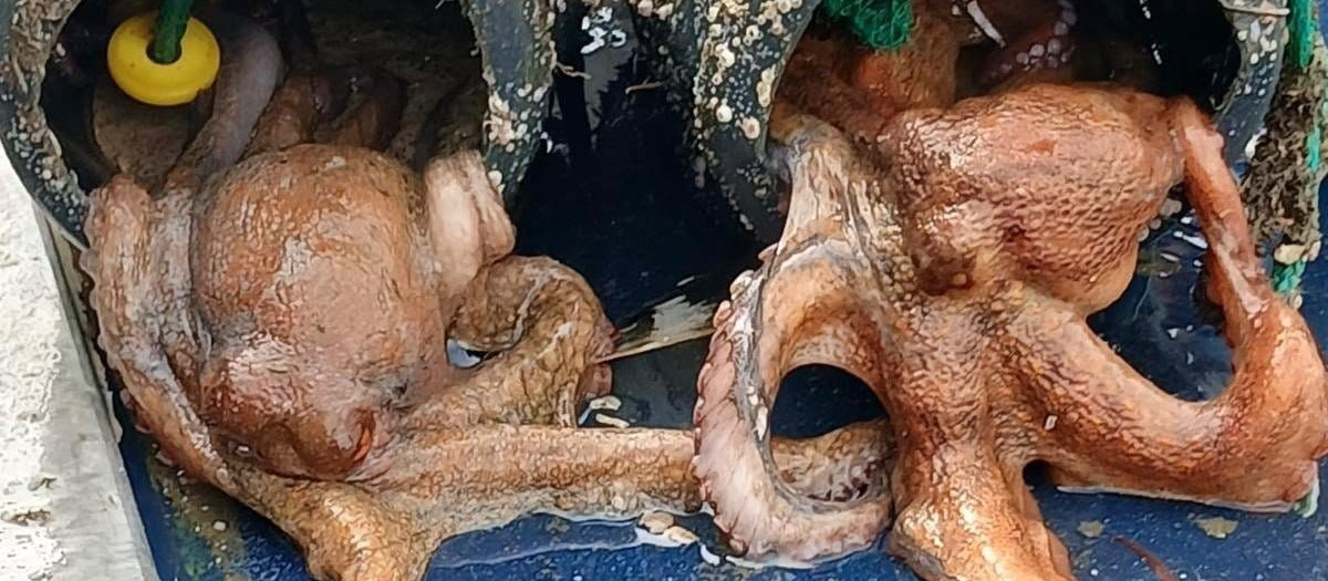 Pulpo decomisado por Guardacostas de Galicia

REMITIDA / HANDOUT por GARDACOSTAS DE GALICIA
Fotografía remitida a medios de comunicación exclusivamente para ilustrar la noticia a la que hace referencia la imagen, y citando la procedencia de la imagen en la firma
27/9/2026