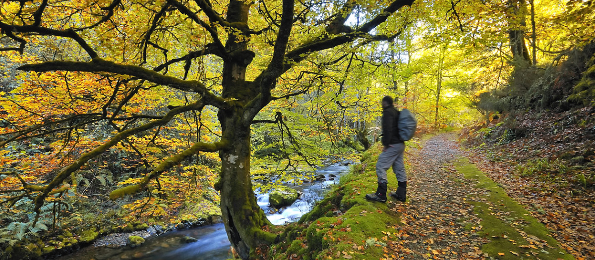 Senderista afortunado en el bosque de Muniellos (Asturias)