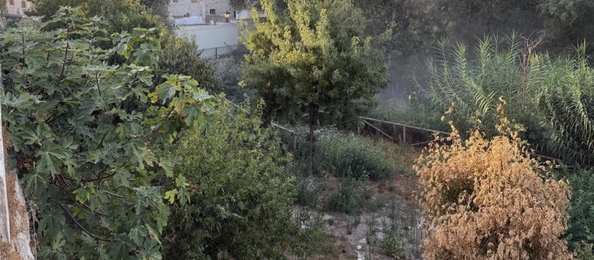 Cañaverales en las orillas del río en Puente Genil