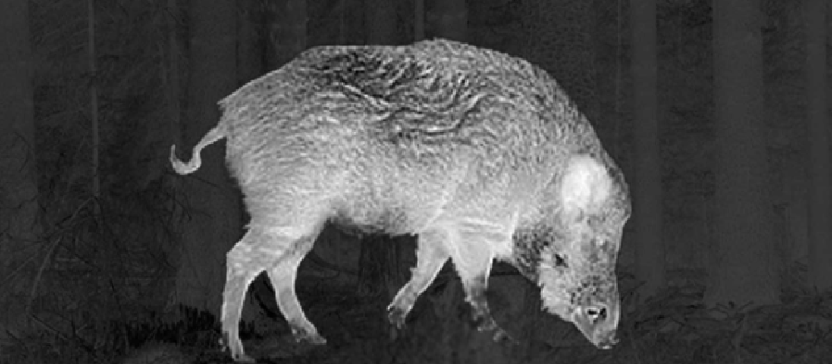 Un jabalí visto con un visor térmico