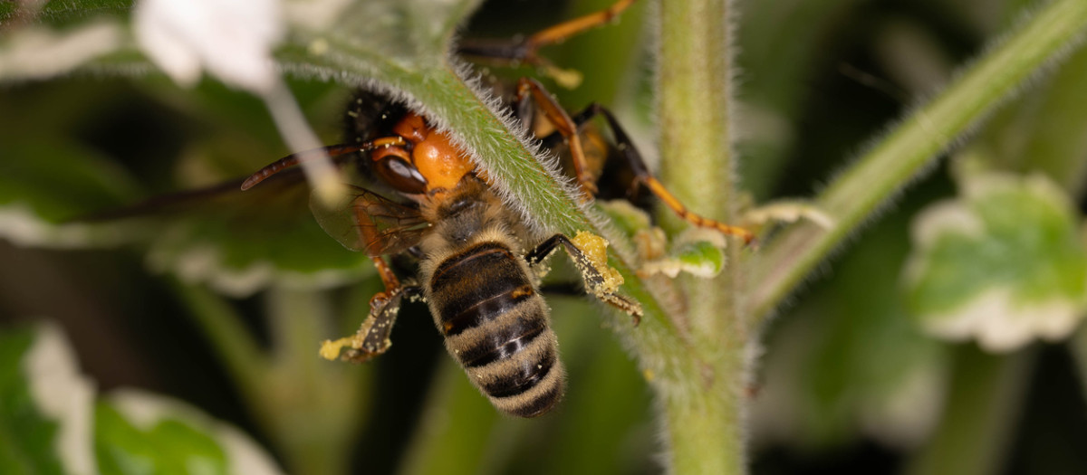 Avispa velutina